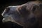 Camel`s head on a black background close-up. Wildlife