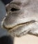 Camel`s nose