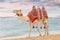 Camel with a saddle embroidered in national Arabic patterns on the Persian Gulf coast. Entertainment for tourists and