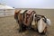 Camel saddles, Mongolia
