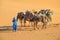 Camel safari caravan in Sahara