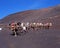 Camel Safari, Lanzarote.