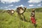 Camel safari with Masai warriors leading camels through green grasslands of Lewa Wildlife Conservancy, North Kenya, Africa