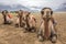 Camel safari in Nubra valley in Ladakh