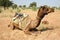 Camel safari in Thar desert,Rajastan,India