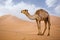 Camel in Sahara