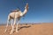 Camel in Sahara desert