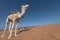 Camel in Sahara desert