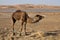Camel in the Sahara, Morocco