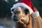 A camel in a Santa Claus hat is waiting for the New Year