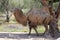 Camel Scientific Name: Camelus Bactrianus