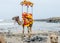 Camel on sea beach of somnath temple of somenath Gujarat India