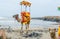 Camel on sea beach of somnath temple of somenath Gujarat India