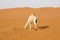 A camel searches for food in the desert of Saudi Arabia