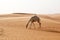 A camel searches for food in the desert of Saudi Arabia