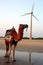 Camel on a seashore,backgroun windmill.