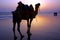 Camel at a seashore during dusk.