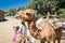 Camel Seller in Traditional Eritrean Dress on the Animal Market