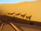 Camel shadow in desert