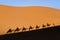 Camel shadow on sand in desert