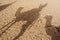 Camel shadow on the sand dune in Sahara Desert
