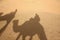 Camel shadows in desert