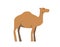 Camel, ship of desert. Flat vector illustration. Isolated on white background.