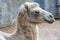 A camel in the Siberian zoo. Camel's head close-up. Long camel hair. Camels are large animals adapted to live in arid