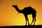 Camel silhouette on sand dunes.