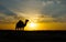 A camel silhouette at sunset