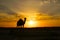 A camel silhouette at sunset