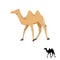 Camel silhouette vector illustration on white.