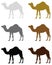 Camel silhouette - wildlife animal