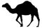 Camel silhouette - wildlife animal