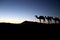 Camel silhouettes in the desert