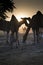 Camel silhouettes at the Pushkar Fair, India