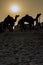 Camel silhouettes at the Pushkar Fair in Rajasthan, India