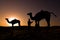 Camel silhouettes at sunrise