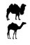 Camel silhouettes on white