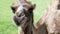 Camel sits on the grass and looks into the lens camera,close-up of the animal on the grass.