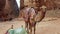 A camel sits on the ground in the ancient city of Petra.