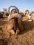 Camel sitting in beduin camping in desert. Camels during halt. Back view