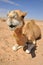 Camel sitting in the desert