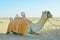 Camel sitting in the desert in the UAE