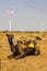 Camel sitting in the desert with wind turbines in jaisalmer, rajasthan