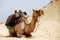 Camel sitting in Egypt