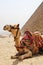 Camel sitting next to a pyramid at Giza