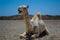 Camel sitting in Sahara desert