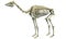 Camel Skeleton Dromedary 3D rendering animal anatomy