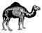Camel skeleton, vintage engraving